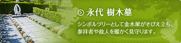 永代 樹木墓 シンボルツリーとして金木犀がそびえ立ち、参拝者や故人を暖かく見守ります。