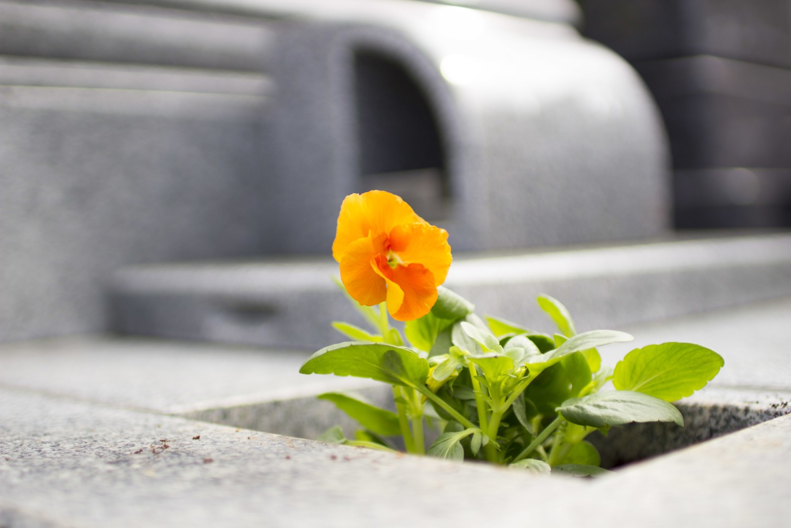 お墓の管理。お花植えするスタッフ