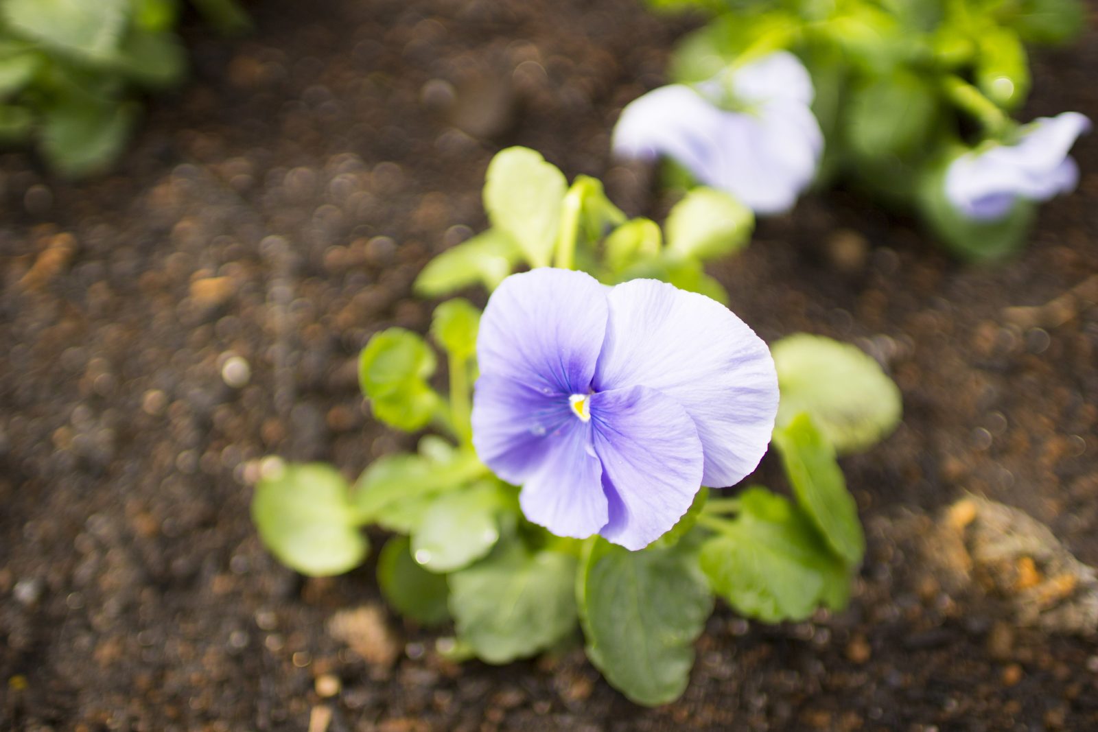 お墓の管理。お花植えするスタッフ