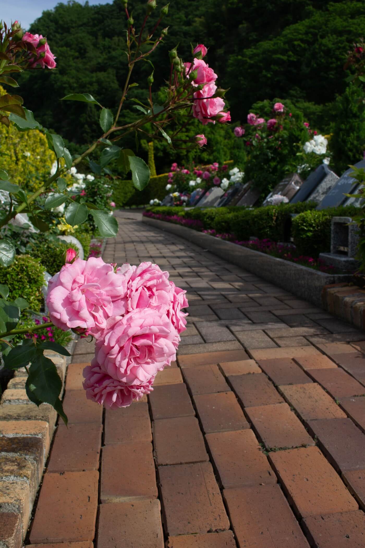 霊園のお花植え